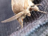 Dendrolimus pini, Kiefernspinner