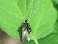 Grüner Langfühler, Adela reaumurella