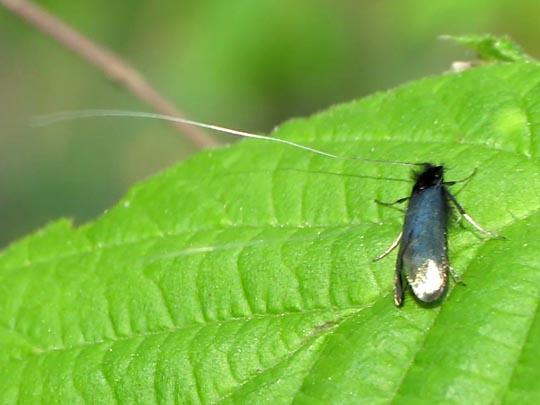 Grüner Langfühler, Adela reaumurella