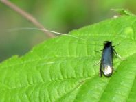Grüner Langfühler, Adela reaumurella