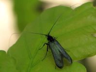 Grüner Langfühler, Adela reaumurella
