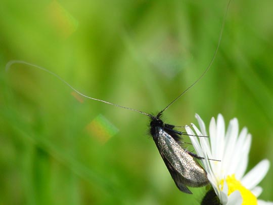 Grüner Langfühler, Adela reaumurella