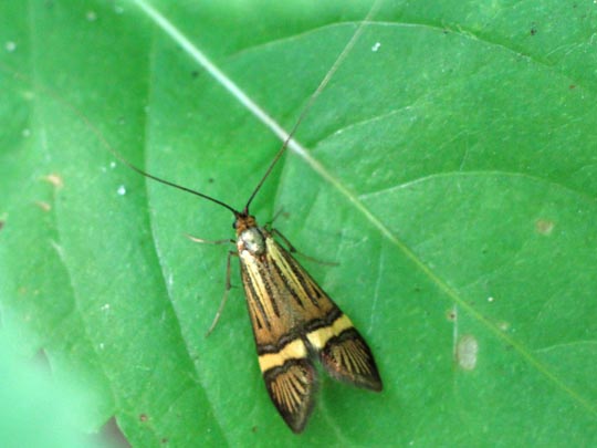 Nemophora degeerella