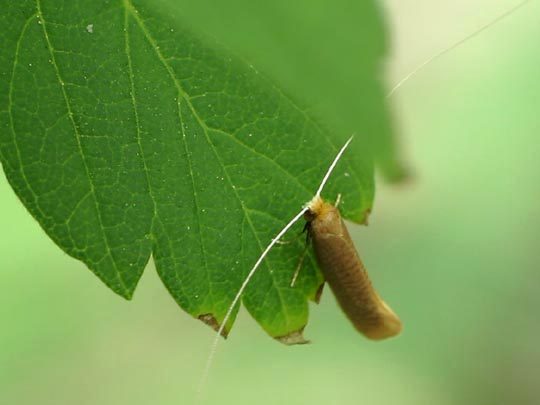 Nematopogon sp.