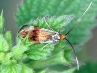 Nemophora fasciella