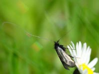 Grüner Langfühler, Adela reaumurella