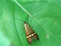 Nemophora degeerella