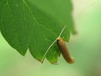 Nematopogon sp.
