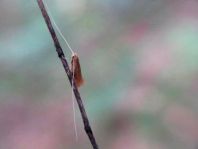 Nematopogon sp.