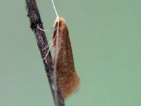 Nematopogon sp.