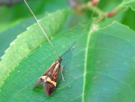 Nemophora degeerella
