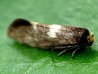 Incurvaria sp.