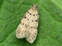 Pseudotelphusa paripunctella