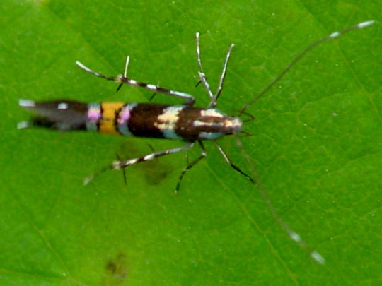 Cosmopterix sp.