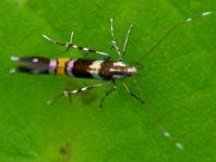 Cosmopterix sp.