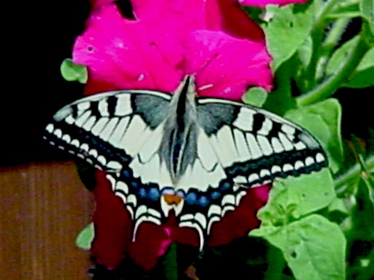 Schwalbenschwanz, Papilio machaon