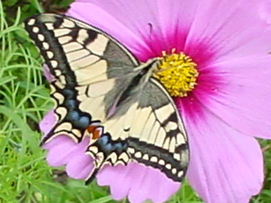 Schwalbenschwanz, Papilio machaon
