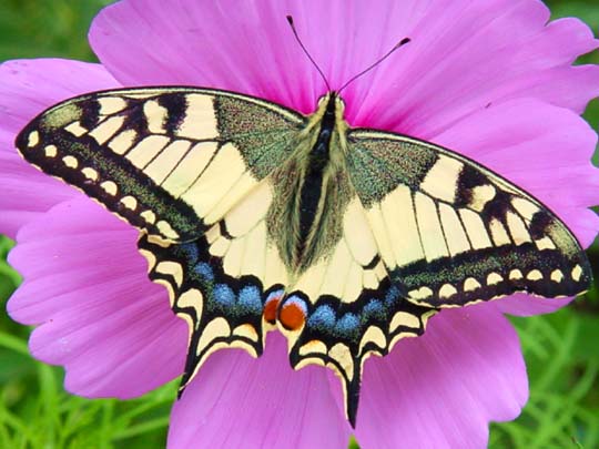 Schwalbenschwanz, Papilio machaon