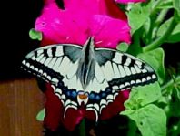 Schwalbenschwanz, Papilio machaon