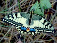 Schwalbenschwanz, Papilio machaon