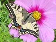 Schwalbenschwanz, Papilio machaon