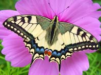 Schwalbenschwanz, Papilio machaon