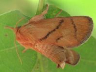 Apoda limacodes, Großer Schneckenspinner