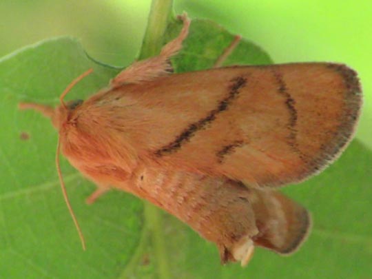 Apoda limacodes, Großer Schneckenspinner