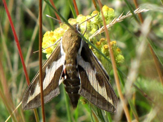 Hyles gallii, Labkrautschwärmer