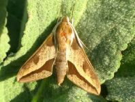 Hyles euphorbiae, Wolfsmilchschwärmer