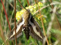 Hyles gallii, Labkrautschwärmer