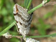 Aplocera plagiata, Großer Johanniskraut-Spanner