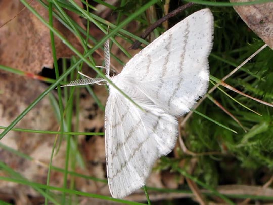 Weißstirn Weißspanner, Cabera pusaria