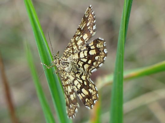 Chiasmia clathrata, Klee-Gitterspanner