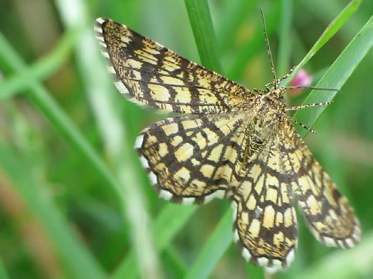 Chiasmia clathrata, Klee-Gitterspanner