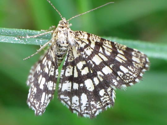 Chiasmia clathrata, Klee-Gitterspanner
