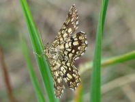 Chiasmia clathrata, Klee-Gitterspanner