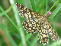 Chiasmia clathrata, Klee-Gitterspanner