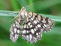 Chiasmia clathrata, Klee-Gitterspanner