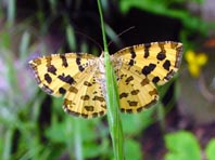Fleckenspanner, Pseudopanthera macularia