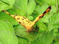 Fleckenspanner, Pseudopanthera macularia