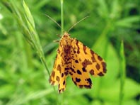 Fleckenspanner, Pseudopanthera macularia