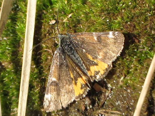 Archiearinae, Jungfernkind