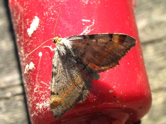 Macaria liturata, Violettgrauer Eckflügelspanner