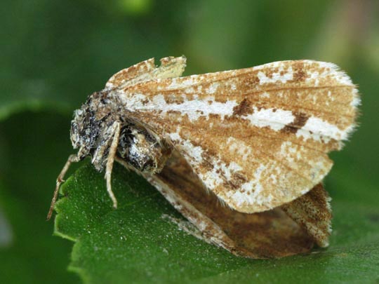 Bupalus piniaria, Kiefernspanner