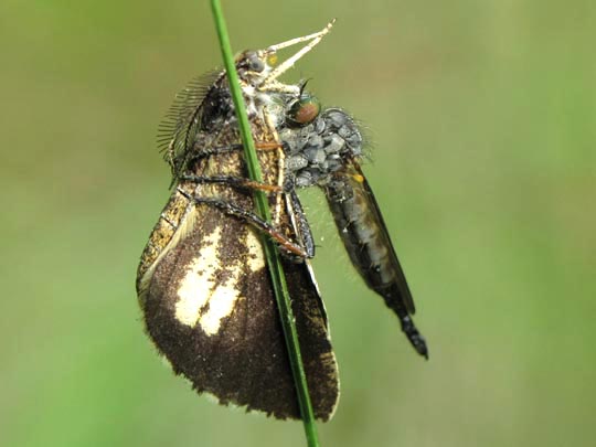 Bupalus piniaria, Kiefernspanner