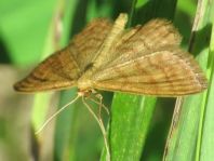 Idaea cf. ochrata