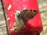 Macaria liturata, Violettgrauer Eckflügelspanner
