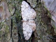 Aethalura punctulata, Grauer Erlen-Rindenspanner