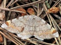 Macaria liturata, Violettgrauer Eckflügelspanner